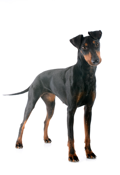 Black Doberman-Pincher