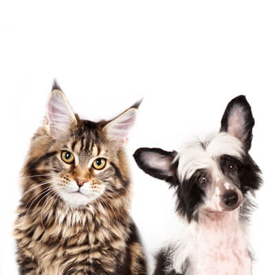 River Ridge Veterinary Hospital River Ridge Veterinary Hospital