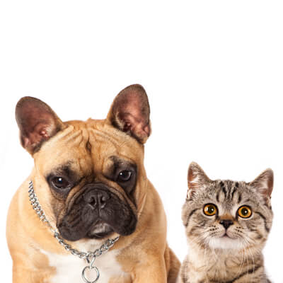 River Ridge Veterinary Hospital River Ridge Veterinary Hospital