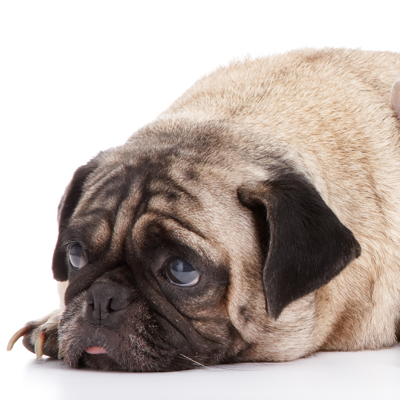 Pug laying down