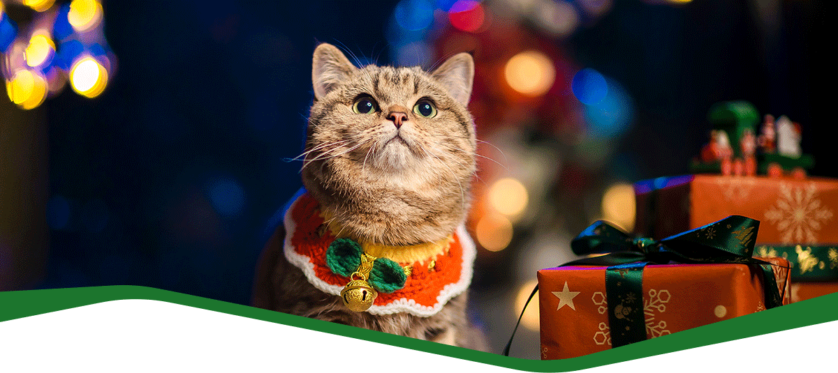 A dog and a cat sitting together under a blanket