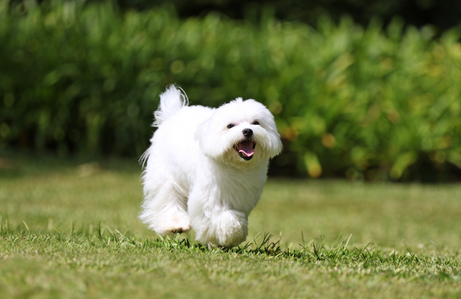 Small white dog running outside