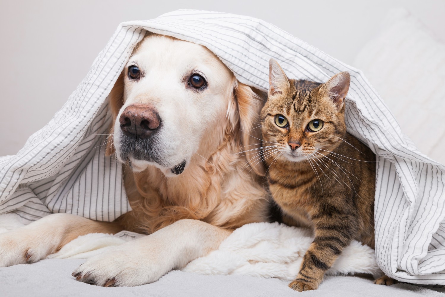 A dog and a cat sitting together under a blanket