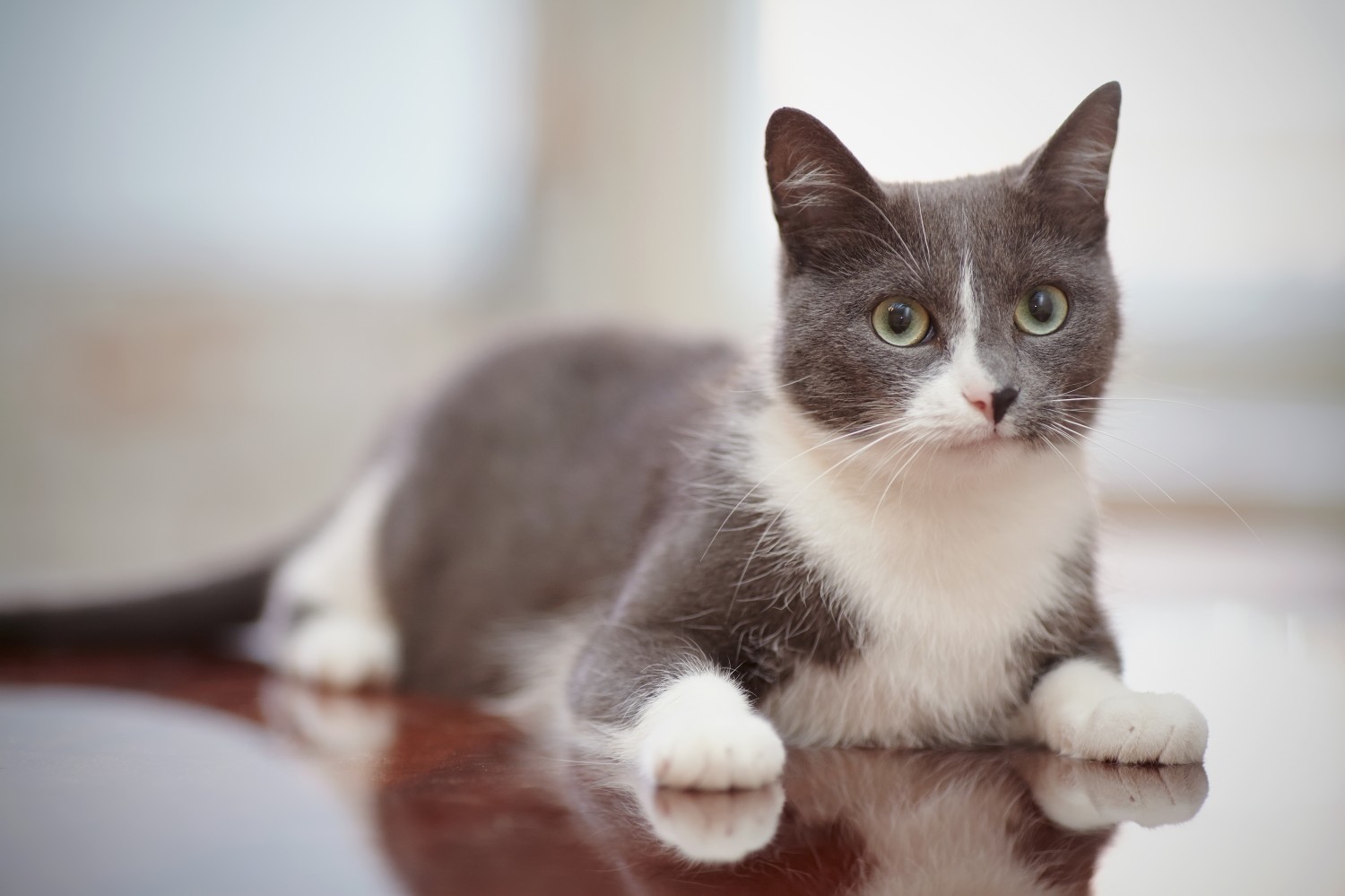 Gray and White cat sitting on wooden surface