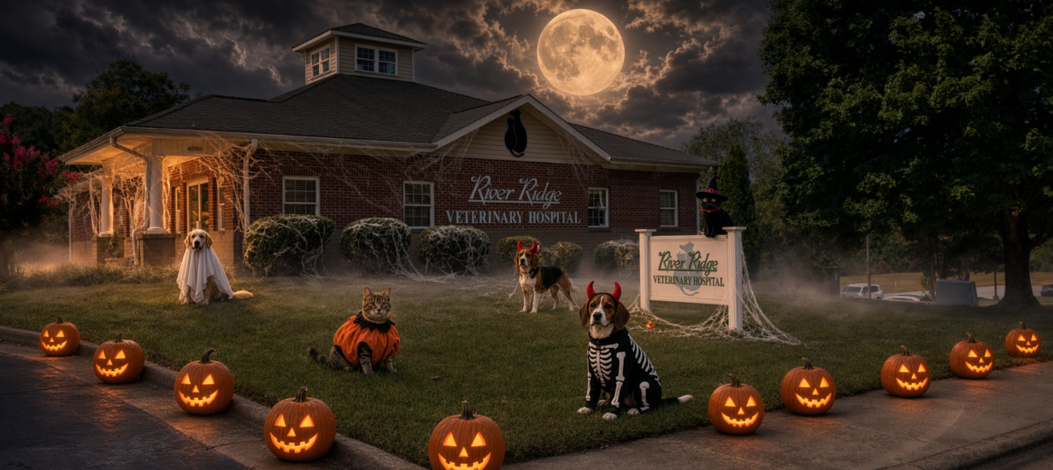 Halloween Halloween
